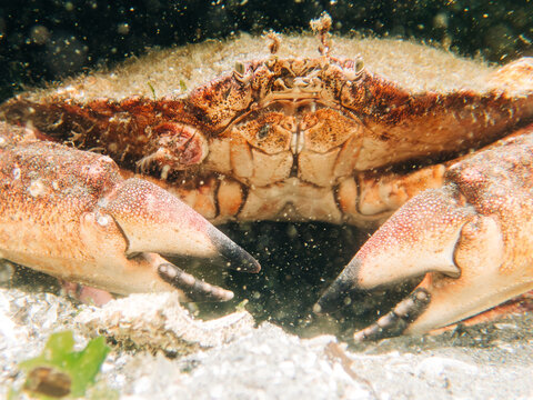 Straight on view of a red rock crab near Seattle, Washington