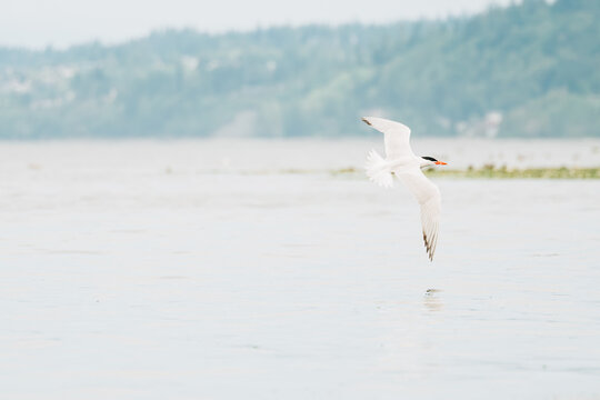 Full length view of a Caspian tern soaring above the water
