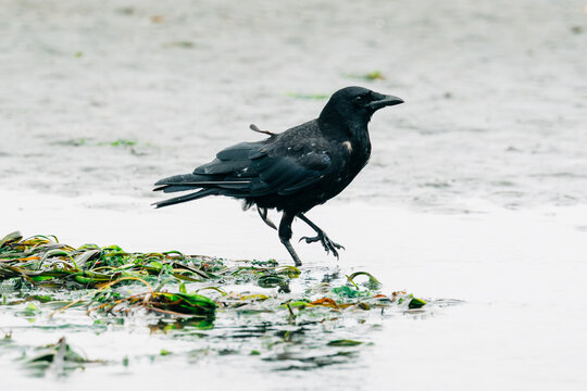 Side view of a crow walking on a sandy beach