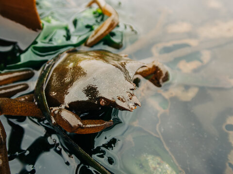 Closeup view of a northern kelp crab near Seattle, Washington