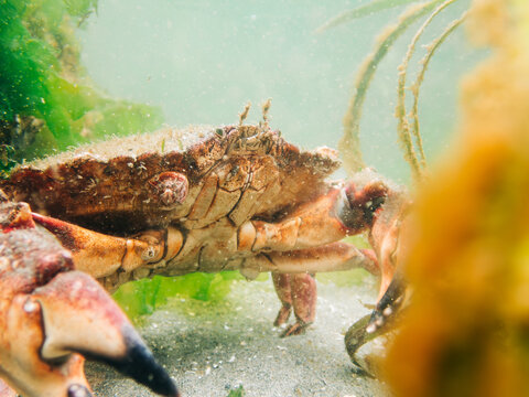Underwater view of a red rock crab in Puget Sound