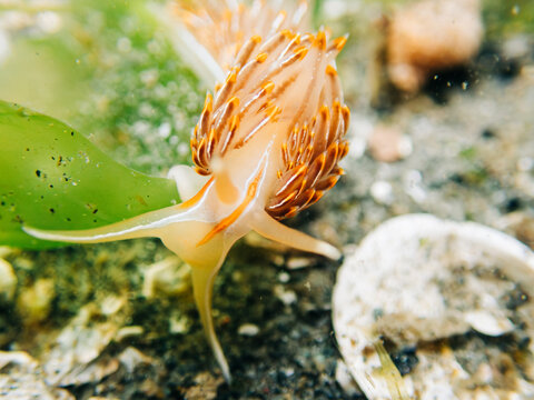 Underwater view of a horned nudibranch in a tide pool