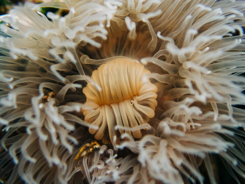Straight on view of a plumose anemone underwater