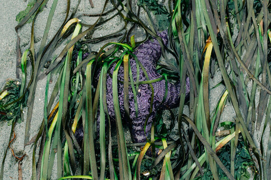 View from above of a purple sea star in eel grass