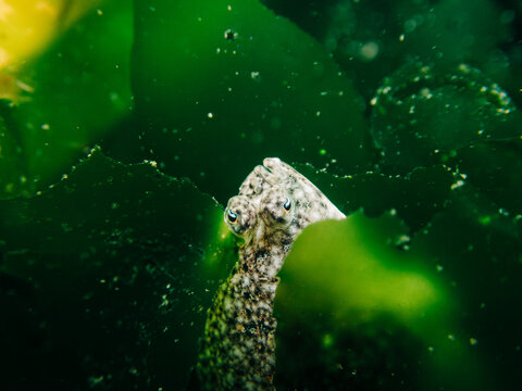 Closeup view of a flat fish in Puget Sound