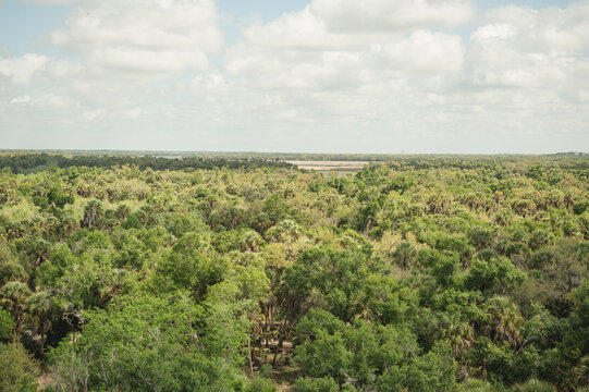 Expansive aerial view of forest at top of Myakka observation tower