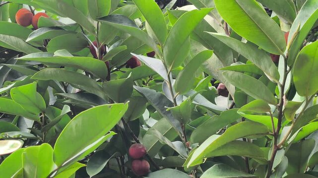 The Diospyros blancoi tree, known as the Velvet Apple, stands lush and tall. Its unique fruits are highly valued in traditional Malaysian medicine. This species offers numerous health benefits.