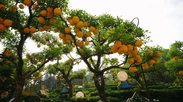 Fantasy garden with yellow pomelo fruits hanging from trees and sun shining through the leaves in a fairytale vietnam village, Ba Na Hills