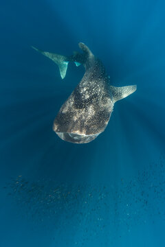 Indonesia, Papua, Cenderawasih Bay, Whale Shark