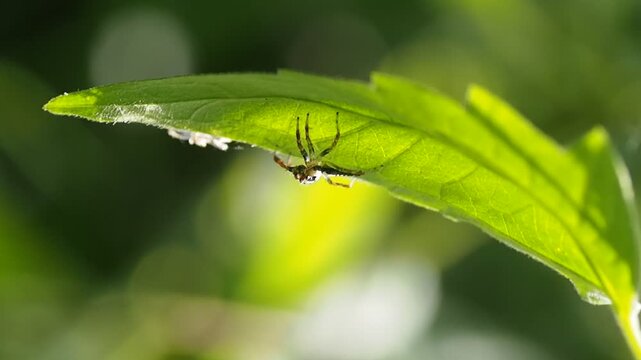 Close-up of a Spiny Orb Weaver Spider on a Web in Nature