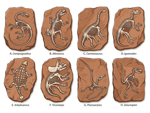 Dinosaur fossil skeleton vector illustration set. Compsognathus, Allosaurus, Camarasaurus