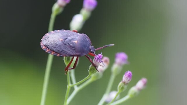 Macro shot of a dark purple shield bug on a wild flower