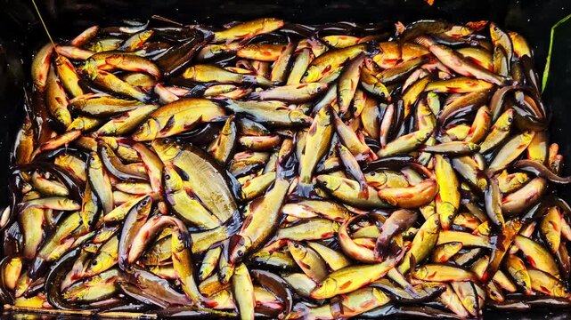 Tench Tinca tinca freshwater fish olive-green to gold coloring fresh catch