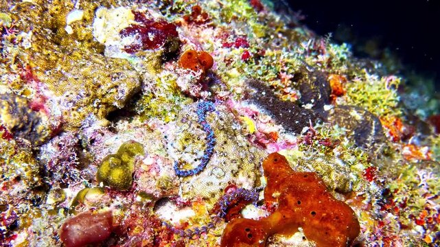 A Blue Dragon Nudibranch crawling across a coral reef covered in orange, red, and green encrusting sponges.