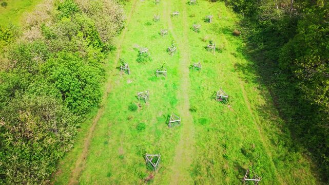 Top down aerial drone footage showing young trees planted in a grassy conservation area, protected by wooden tree guards and surrounded by woodland edges.