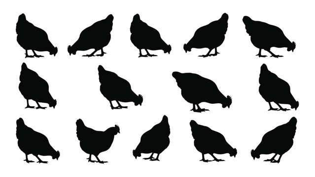 A collection of black chicken silhouettes in various foraging poses against a white background silhouette chickens poultry fowl farm farmyard