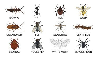 Insects and bugs vector educational icon set. Ant, wasp, cockroach, mosquito, spider, bed bug, pest control guide, biology charts and entomology design elements. © Creative Studio 