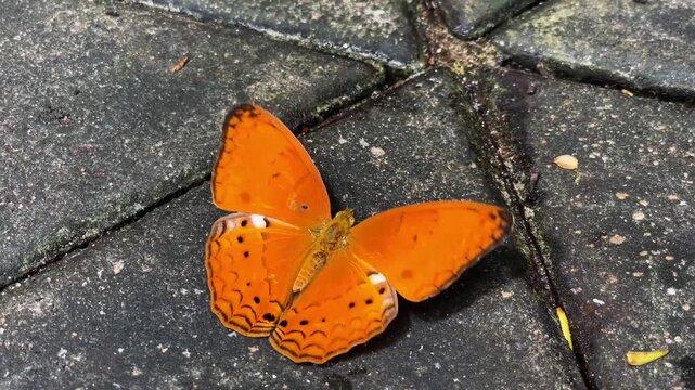 A brightly coloured Common Yeoman butterfly sits with its wings outstretched on a stone path in a tropical park in Thailand.
