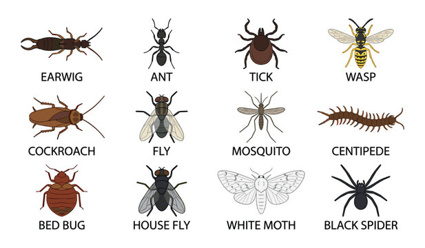 Insects and bugs vector educational icon set. Ant, wasp, cockroach, mosquito, spider, bed bug, pest control guide, biology charts and entomology design elements.