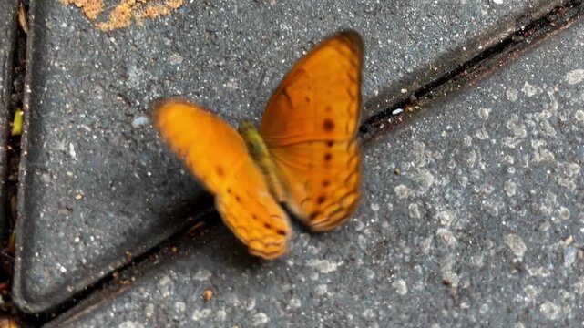 An orange Cirrochroa tyche butterfly perches on a dark stone slab in a park in Thailand. Video of this tropical insect in its natural habitat.