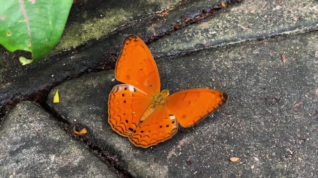 An exotic Common Yeoman butterfly with bright orange wings sits on a stone slab in a tropical park in Thailand.