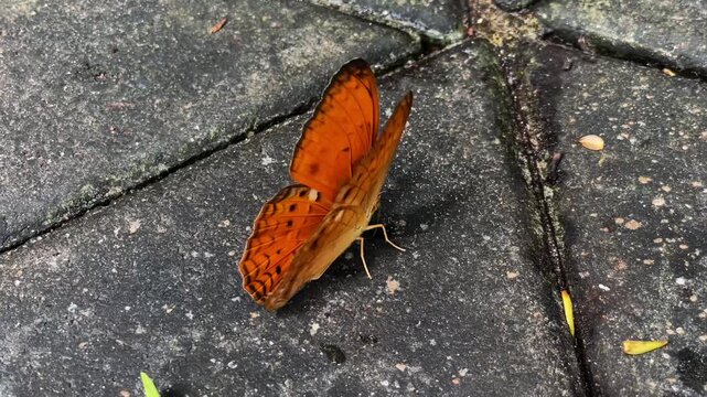 A brightly colored tropical Common Yeoman butterfly with orange wings perches on a stone path. Macro photography of this exotic insect in Asia.