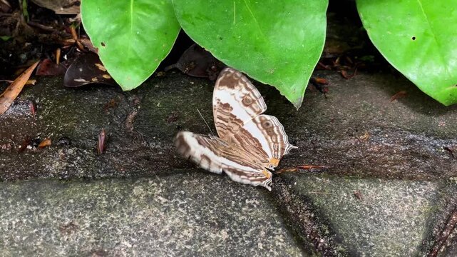 An exotic marbled map butterfly (Cyrestis cocles) rests on a rock surface near green leaves in tropical Asia.