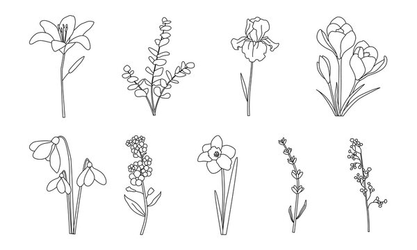 Minimalist line art flowers including lily, eucalyptus, iris, crocus, snowdrops, forget-me-nots, daffodil, lavender, and lily of the valley, arranged in two rows, elegant botanical illustration