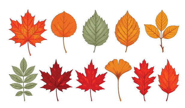 Autumn leaves vector vector set. Maple, oak, ginkgo, birch, rowan, dry foliage, orange, red, yellow and green botanical design elements.