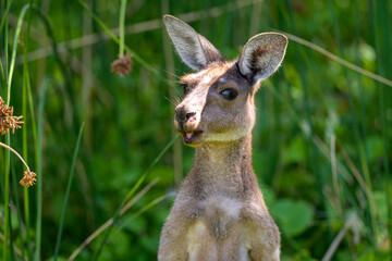 Naklejka premium Kangaroo in the green Bush, Western Australia