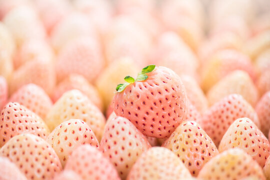 White strawberry, Pineberry macro shot. Strawberry, fresh ripe white strawberries background close up. Organic Vegetarian healthy food backdrop, macro shot, top view. Selective focus 