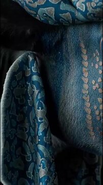 Vertical cinematic close up of blue elephant eye with gold patterns