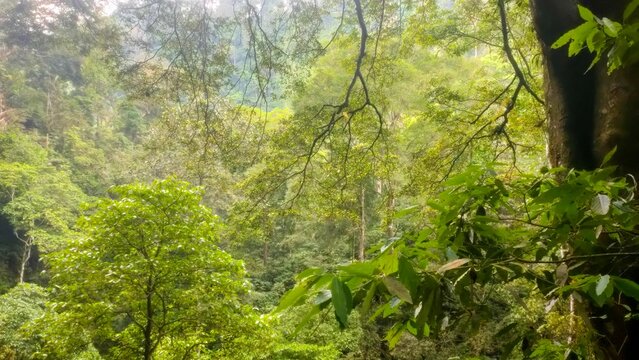 Lush tropical rainforest canopy with green foliage and sunlight at Curug Lawe Benowo Central Java