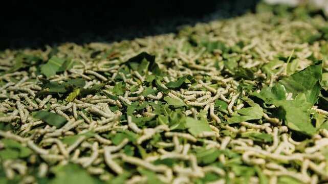 Close up of silkworms feeding on fresh mulberry leaves. This is a crucial stage in sericulture, farm in vietnam for silk production