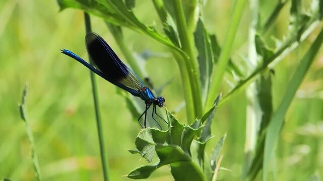 Slow motion blue beautiful demoiselle damselfly perched on grass closeup
