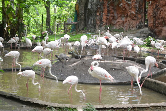 A group of flamingoes is standing at the lagoon. Wildlife concept.