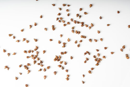 Grape seeds ready for oil extraction