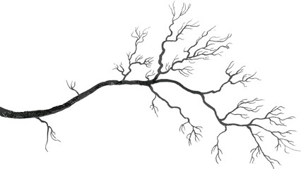 Fototapeta premium Hand drawn tree branch silhouette, intricate bare woodland twig vector illustration for nature and botanical themes