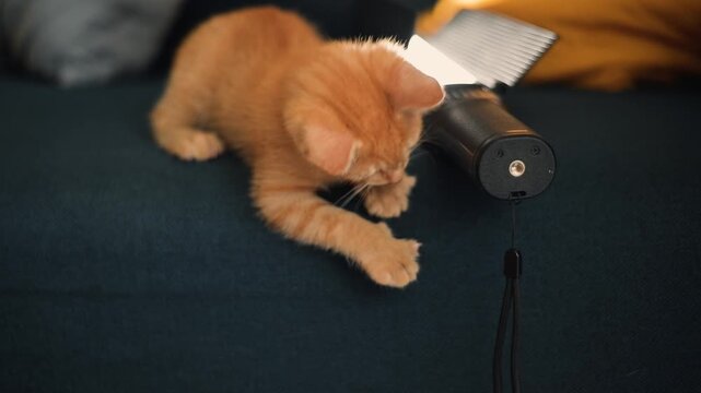 A small orange kitten plays with a black object while sitting on a couch. The young feline shows curiosity and excitement as it paws at the item in the cozy indoor environment