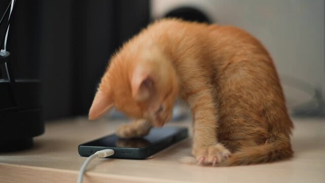 A young orange kitten is seen exploring a smartphone placed on a table. The playful cat investigates the device with curiosity, highlighting typical kitten behavior in a relaxed indoor setting