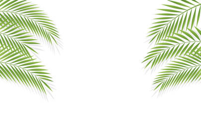 Tropical background featuring a palm leaf branch arrangement on the sides of the frame, perfect template for summer event invitations, travel brochures, or nature themed banners © PixMarket