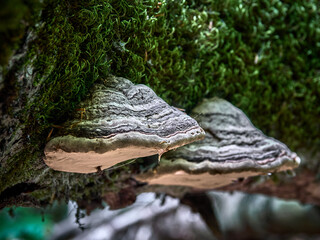 Primavera al Parco Nazionale d'Abruzzo Lazio e Molise (PNALM): Funghi a Mensola © Luigi Nespeca