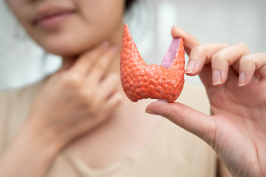Hyperthyroidism, Overactive Thyroid, Thyroid Lymphoma, Asian woman with thyroid gland human anatomy model.
