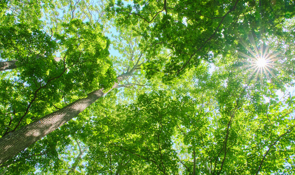 一面深い緑の森を見上げる青空と差し込む太陽の光 Looking up at the deep green forest with blue sky and piercing sunlight
