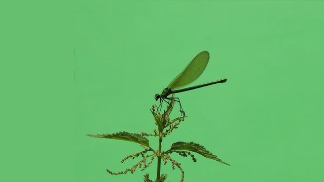 Slow motion green damselfly dragonfly on green screen background