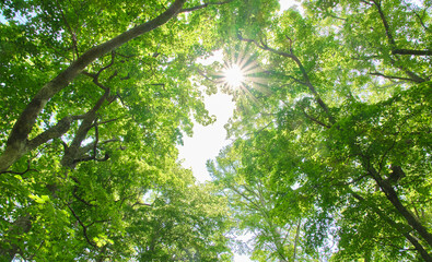 深緑の森を見上げる青空と鮮やかに差し込む太陽の光 Looking up at the deep green forest with blue sky and bright sunbeams