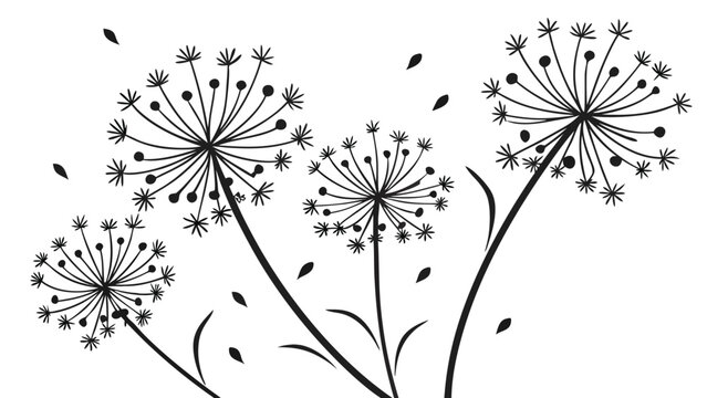 Vector illustration of stylized dandelion flower heads and floating seeds with dandelion botanical floating