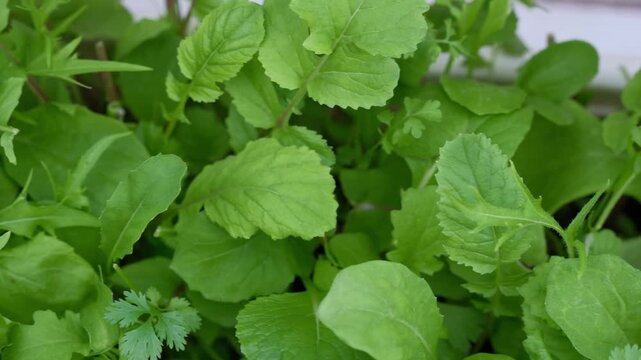 Top Down Pan of Vibrant Green Spicy Salad Microgreens Close Up