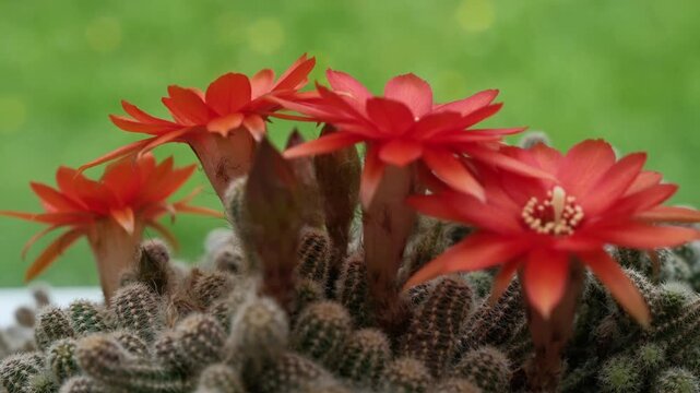 Blooming peanut cactus with vibrant red flowers against soft green natural background