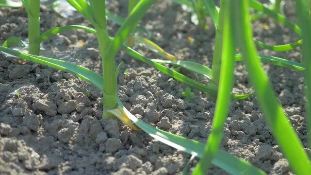 Growing garlic plants on farm. Natural sunlight aids healthy development. Green foliage stands against dry textured soil. Organic cultivation methods maintain ecosystem balance